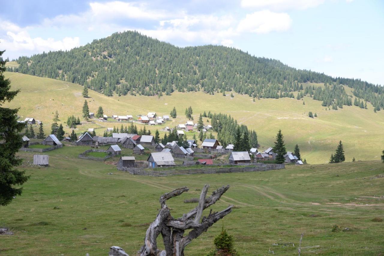 Pensiunea Aurora Albac Exterior photo
